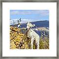 A Youngster Of The Mountains Framed Print