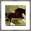 Clydesdale Stallion Framed Print