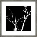 Abstract Branches Framed Print