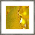 Abstract Yellow And Green Maple Leaf Vii Framed Print