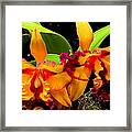 Abundance Framed Print