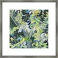 Acacia In Flower Framed Print