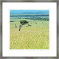 Acacia In The Green Plains Of Masai Mara Framed Print