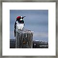 Acorn Woodpecker Framed Print