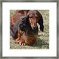 Adorable Long Haired Daschund Dog Framed Print