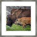 Adult And Baby Bison In A Stormy Meadow Framed Print