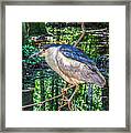 Adult Nycticorax Nycticorax Framed Print