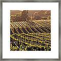 Aerial View Of Rows Crop In A Vineyard Framed Print