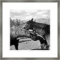 Affection Two Horses Framed Print