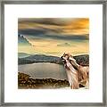 Afghan Hound Framed Print