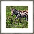 Africa Tanzania Zebra (equus Quagga Framed Print