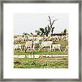 African Cows Framed Print