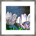 African Daisy Detail Framed Print