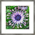 African Daisy For Van Gogh Framed Print