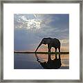 African Elephant Drinking Chobe River Framed Print