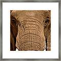 African Elephant Framed Print