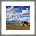 African Elephant Walking In Masai Mara Framed Print