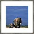 African Elephant With Offspring , Kenya , Africa Framed Print