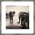 African Elephants At Sunset Framed Print