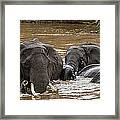 African Elephants Having A Bath In Mara Framed Print