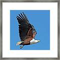 African Fish Eagle In Flight Framed Print