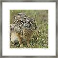 African Hare Framed Print