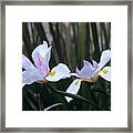 African Iris (dietes Vegeta) Framed Print