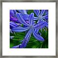 African Lily Framed Print