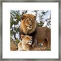 African Lion And Lioness Botswana Framed Print