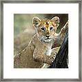 Lion Cub In Masai Mara Framed Print