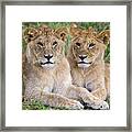 African Lion Juvenile Males Serengeti Framed Print