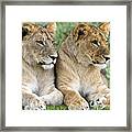 African Lion Juveniles Serengeti Np Framed Print