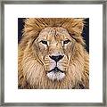 African Lion Male Portrait Framed Print