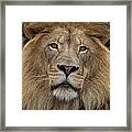 African Lion Male Framed Print