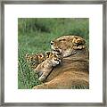 African Lions Mother And Cubs Tanzania Framed Print