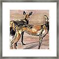 African Painted Dogs Framed Print
