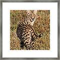 African Serval Cat 1 Framed Print