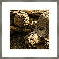 African Spurred Tortoise Framed Print