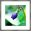 African Violet Framed Print