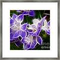 African Violets Framed Print