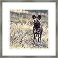African Wild Dog  Lycaon Pictus Framed Print