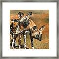 African Wild Dogs Framed Print