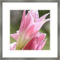 After The Rain Framed Print