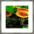 After The Rain Framed Print