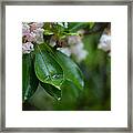 After The Storm Framed Print