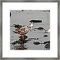 Hurricane Aftermath Framed Print