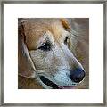 Aging Gracefully Framed Print