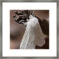 Agreeable Tiger Moth Framed Print