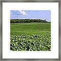 Agriculture - Mid Growth Soybean Fields Framed Print