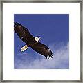 Alaska. Bald Eagle Flying Framed Print